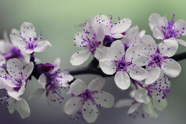 Bloemen